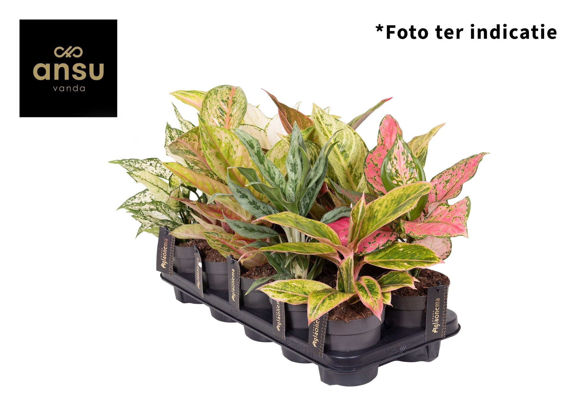 Aglaonema mix Exclusive 30cm 12cm Pot