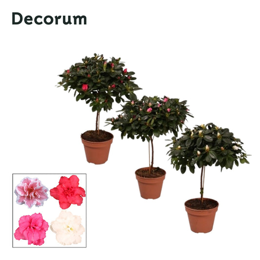 Rhododendron simsii mix 45cm 13cm Pot