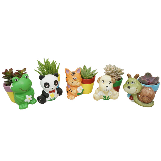 Succulent mix 10cm 5.5cm Pot