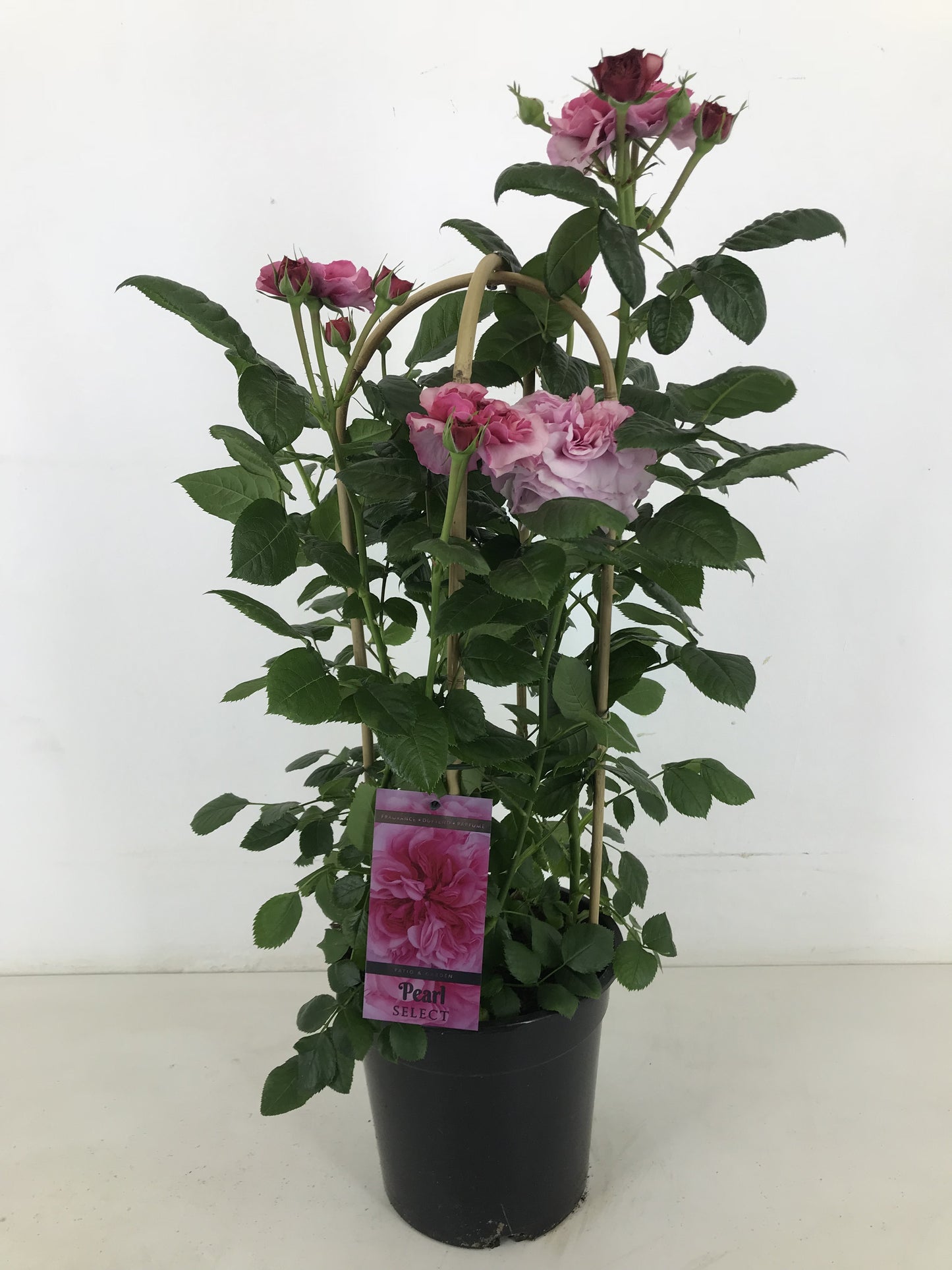 Rosa flor. Pearl Select 75cm 22cm Pot