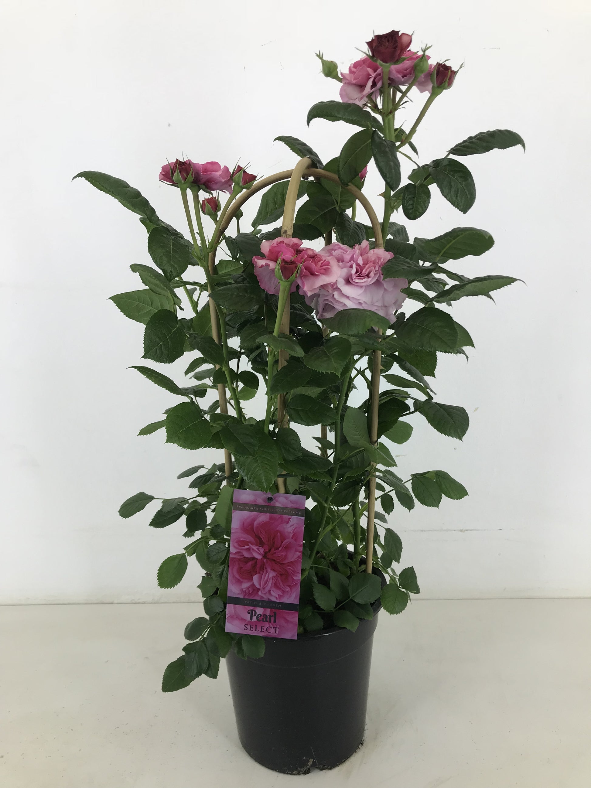 Rosa flor. Pearl Select 75cm 22cm Pot