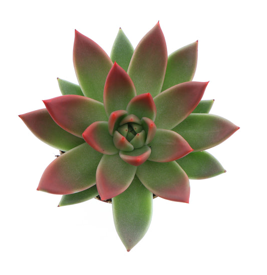 Miranda tips red 10cm Special Pot (508)
