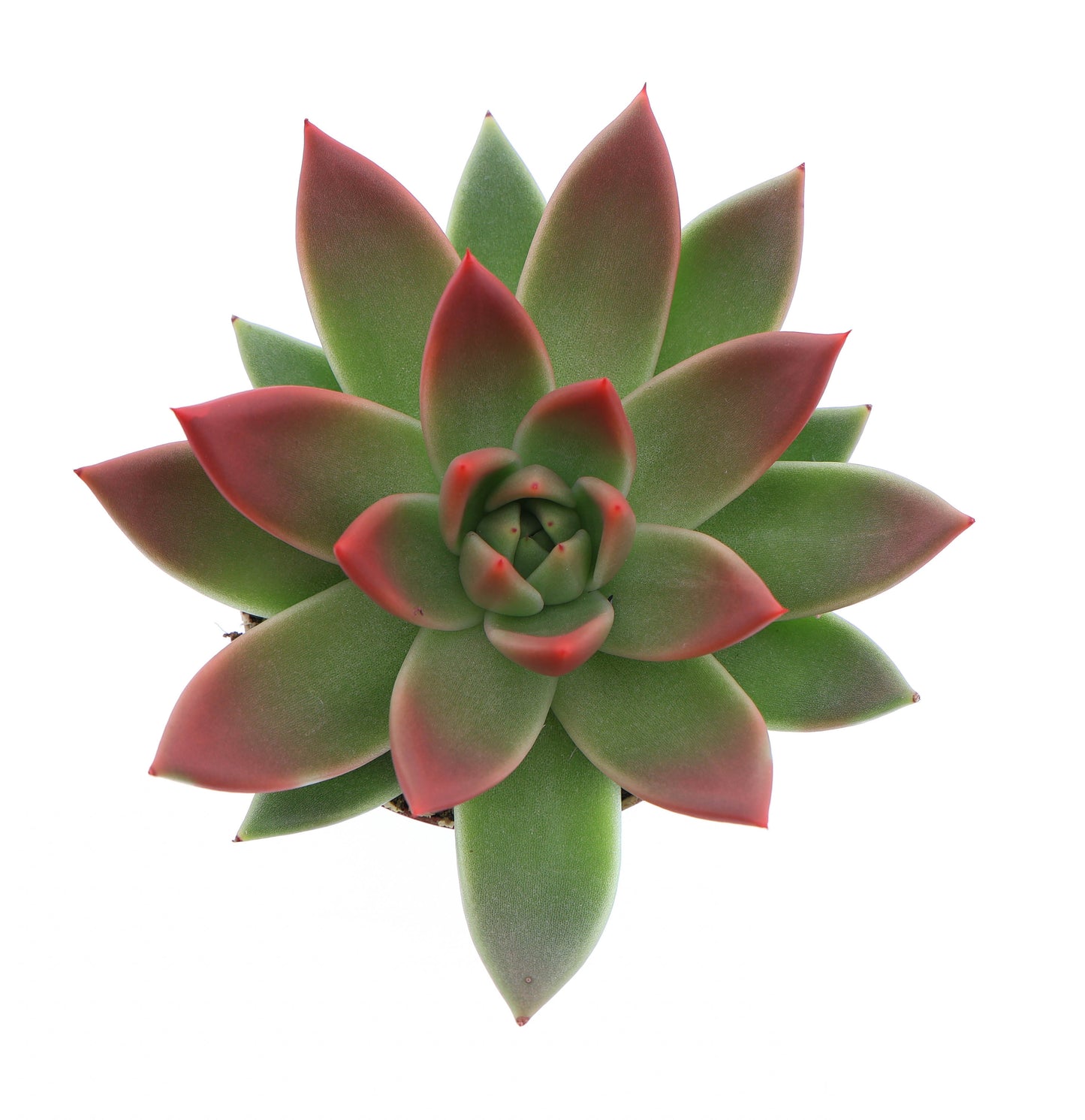 Euro Cactus Holland Bv Miranda tips red Pack of 12