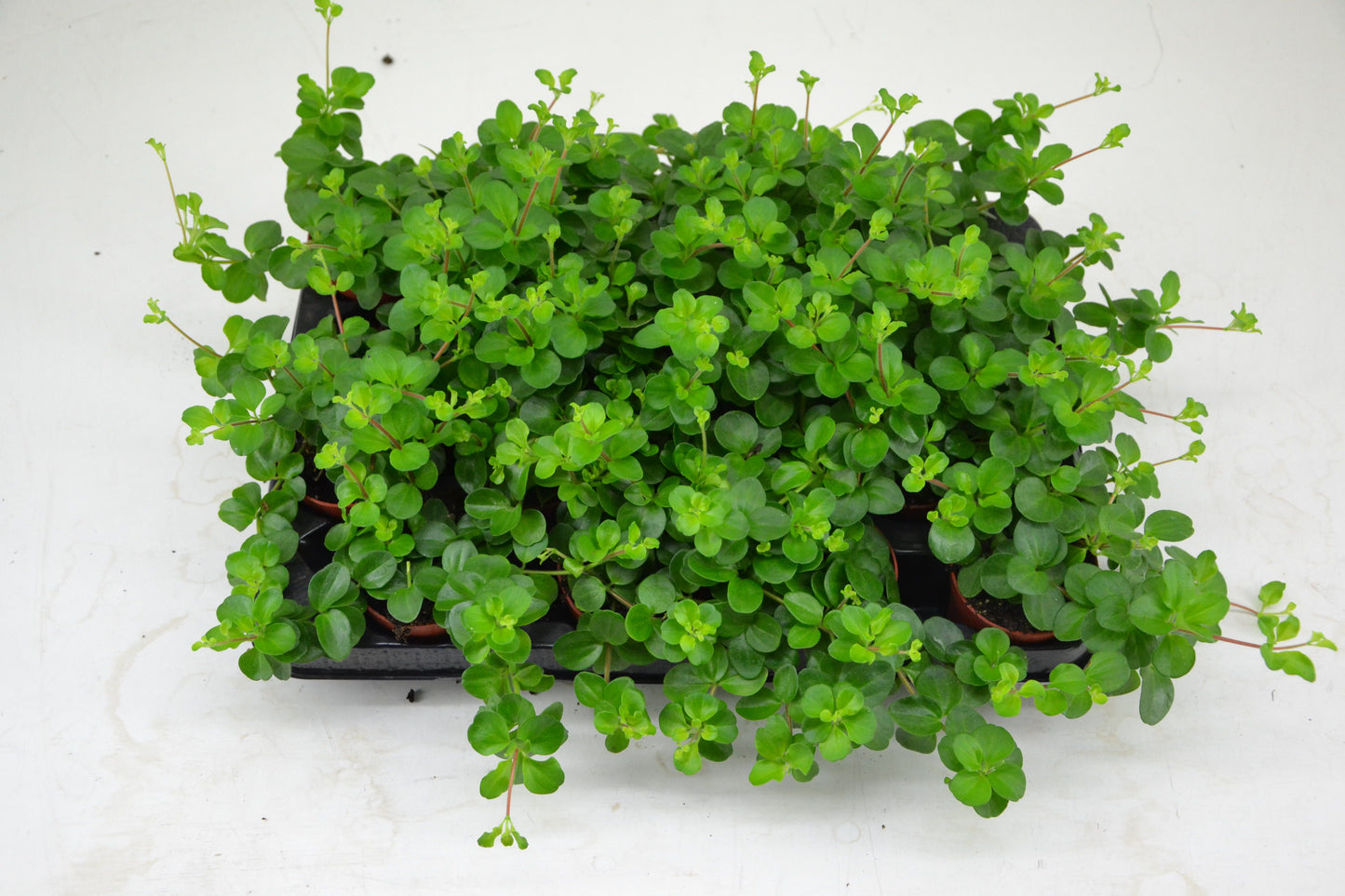 Schoenmakers Verkoop BV Peperomia rotundifolia Pack of 16