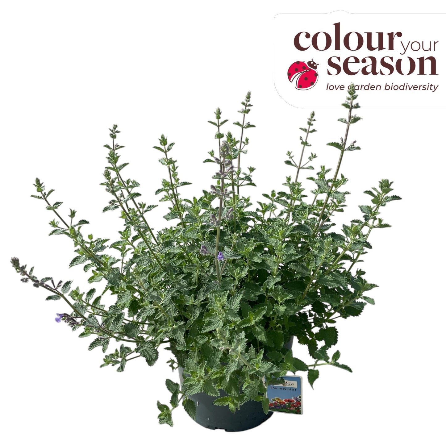 Roest, Mts. Nepeta faa. Walker's Low Pack of 1