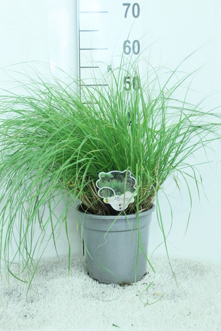 Pennisetum Hameln 60cm 21cm Pot