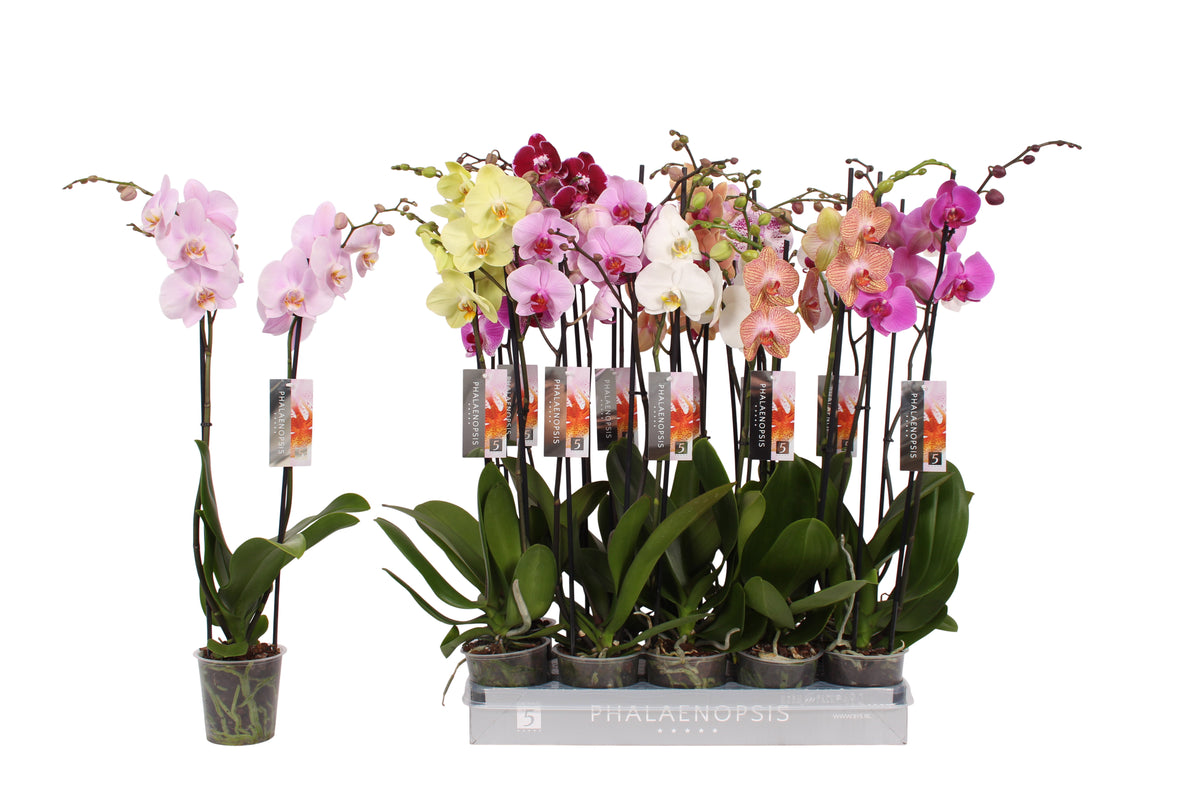 Phalaenopsis mix 70cm 12cm Pot