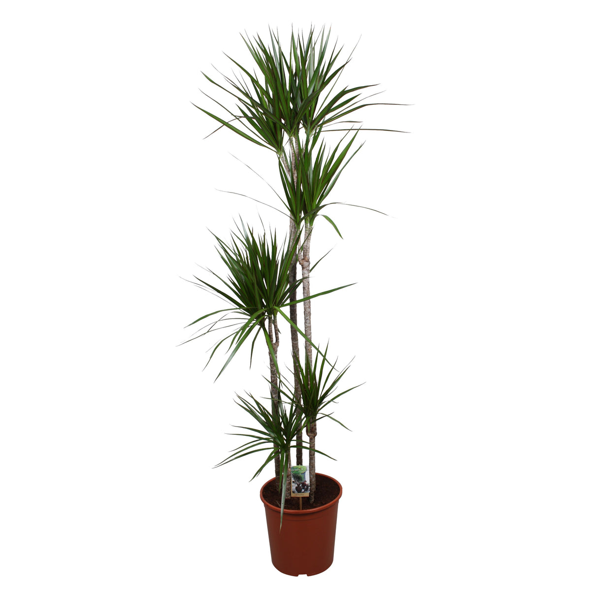 Dracaena marginata 190cm 30cm Pot