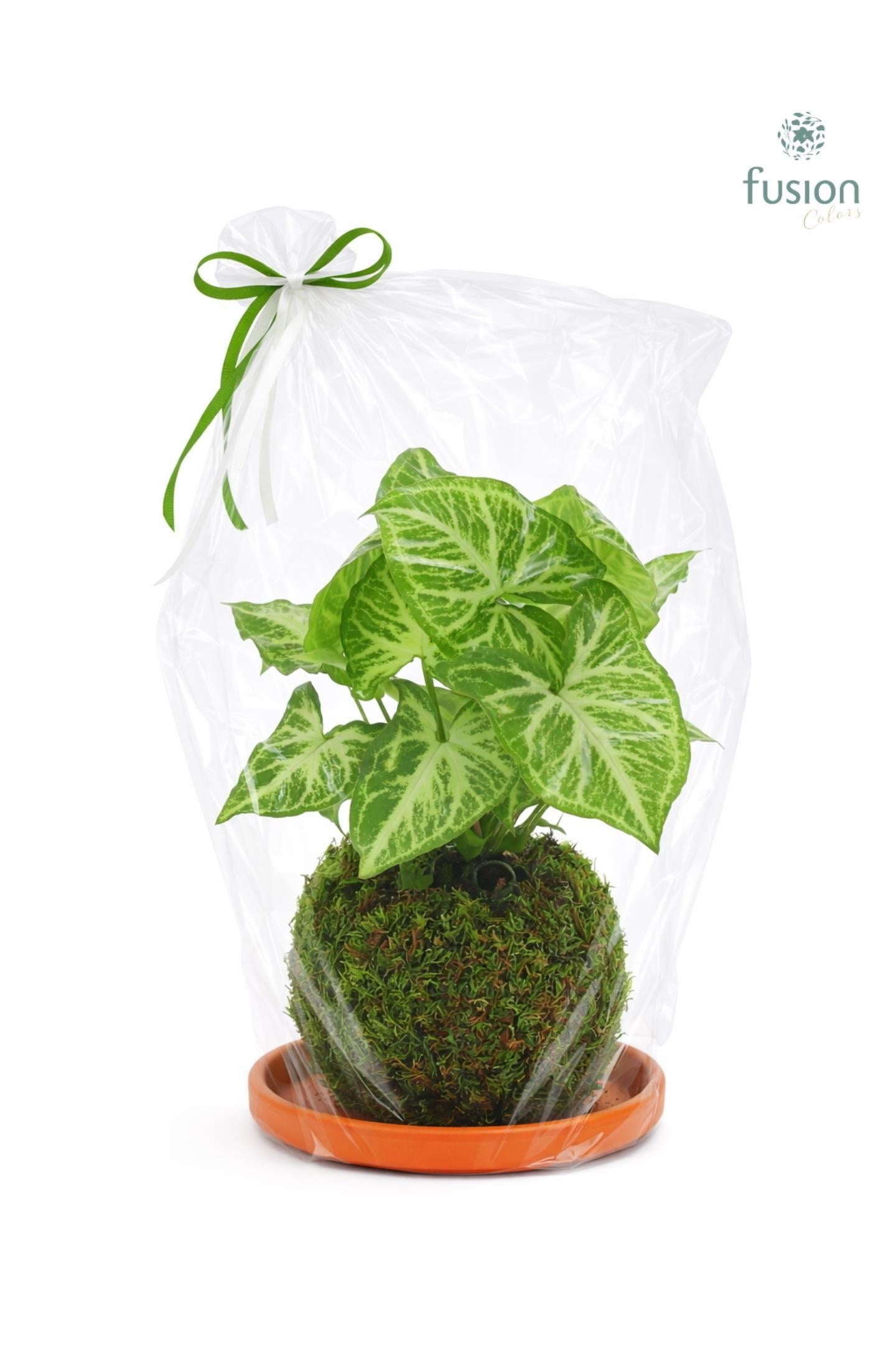 Terracotta schotel met Mosbollen en Syngonium 24 uur levertijd 43cm 20cm Pot