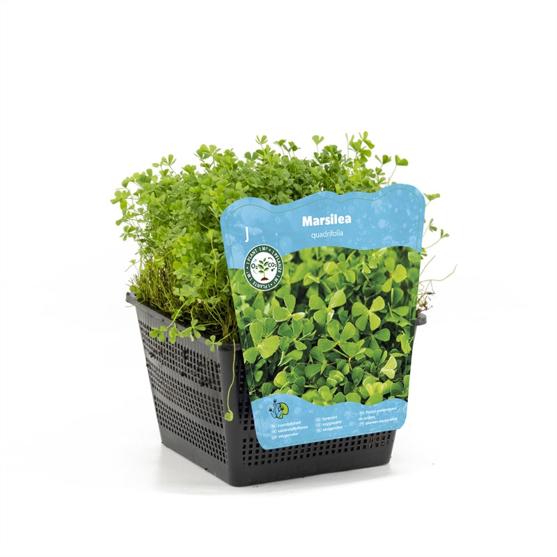 Waterplkw R. Moerings Waterplants mix Pack of 3