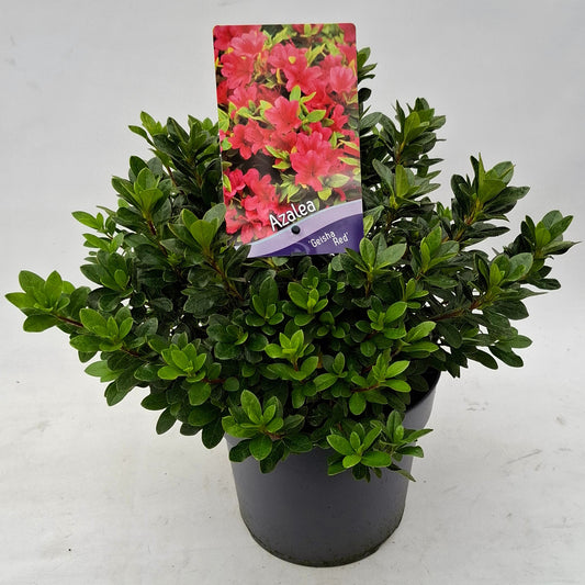 Rhododendron Geisha Red 30cm 19cm Pot