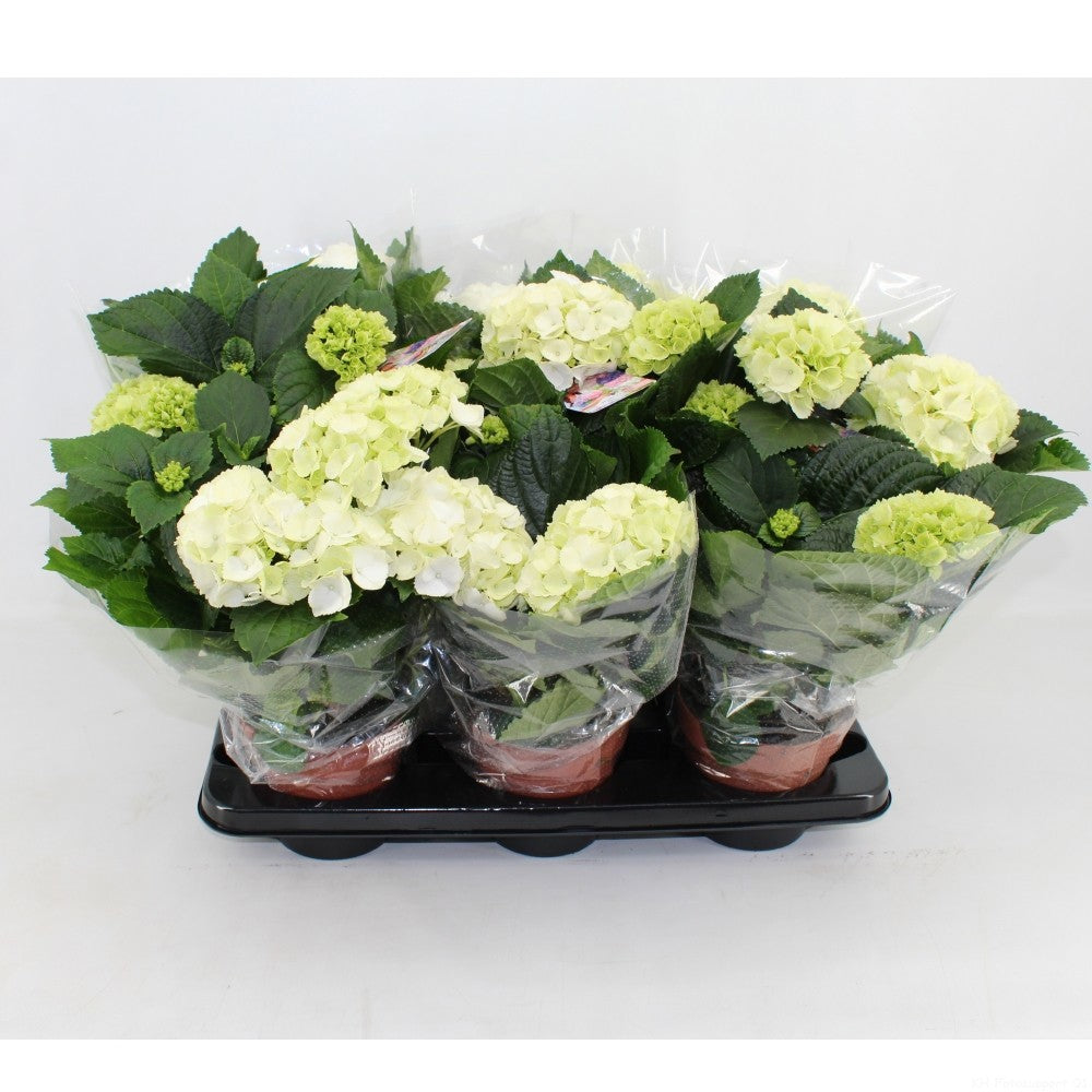 Mastergrowers Hydrangea Schneeball Pack of 6