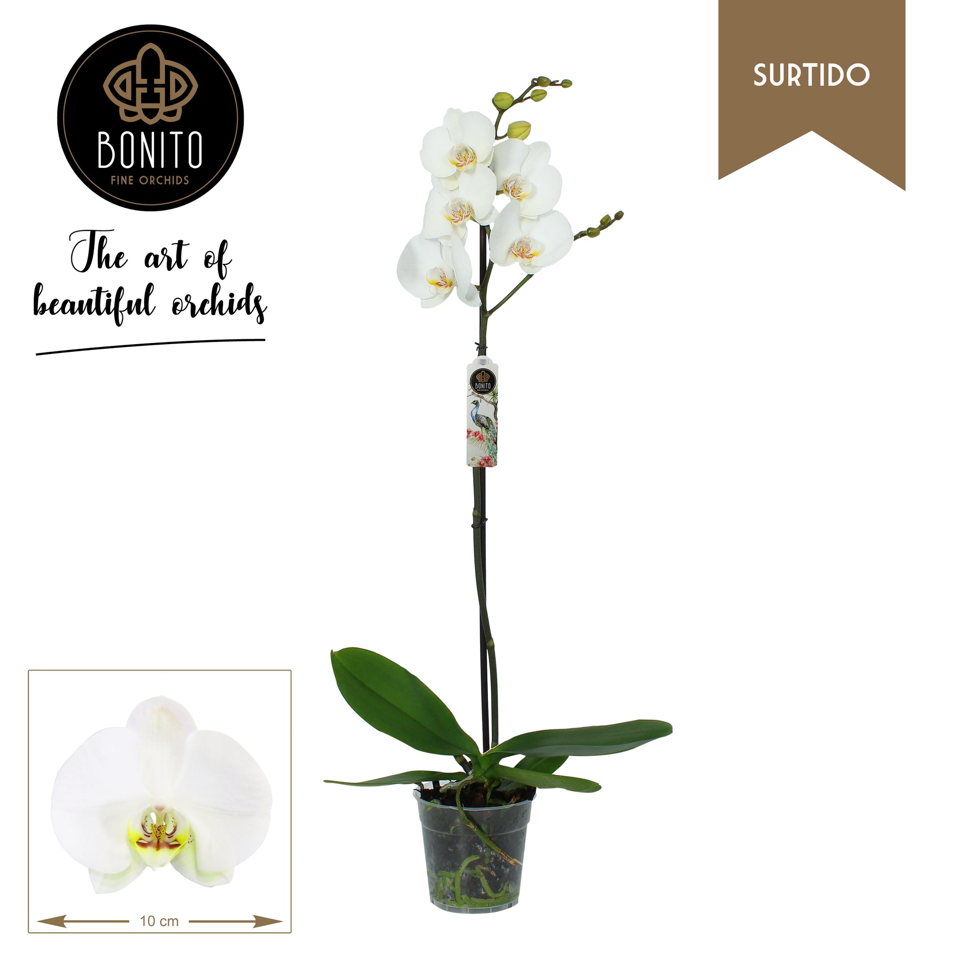 Phalaenopsis Silhouette 70cm 12cm Pot