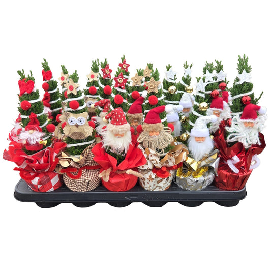 Chamaecyparis Ellwoodii 35cm 9cm Pot