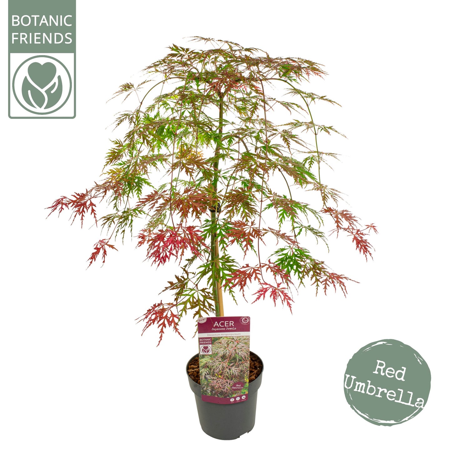 Acer Palm. Cascade Crimson 80cm 19cm Pot