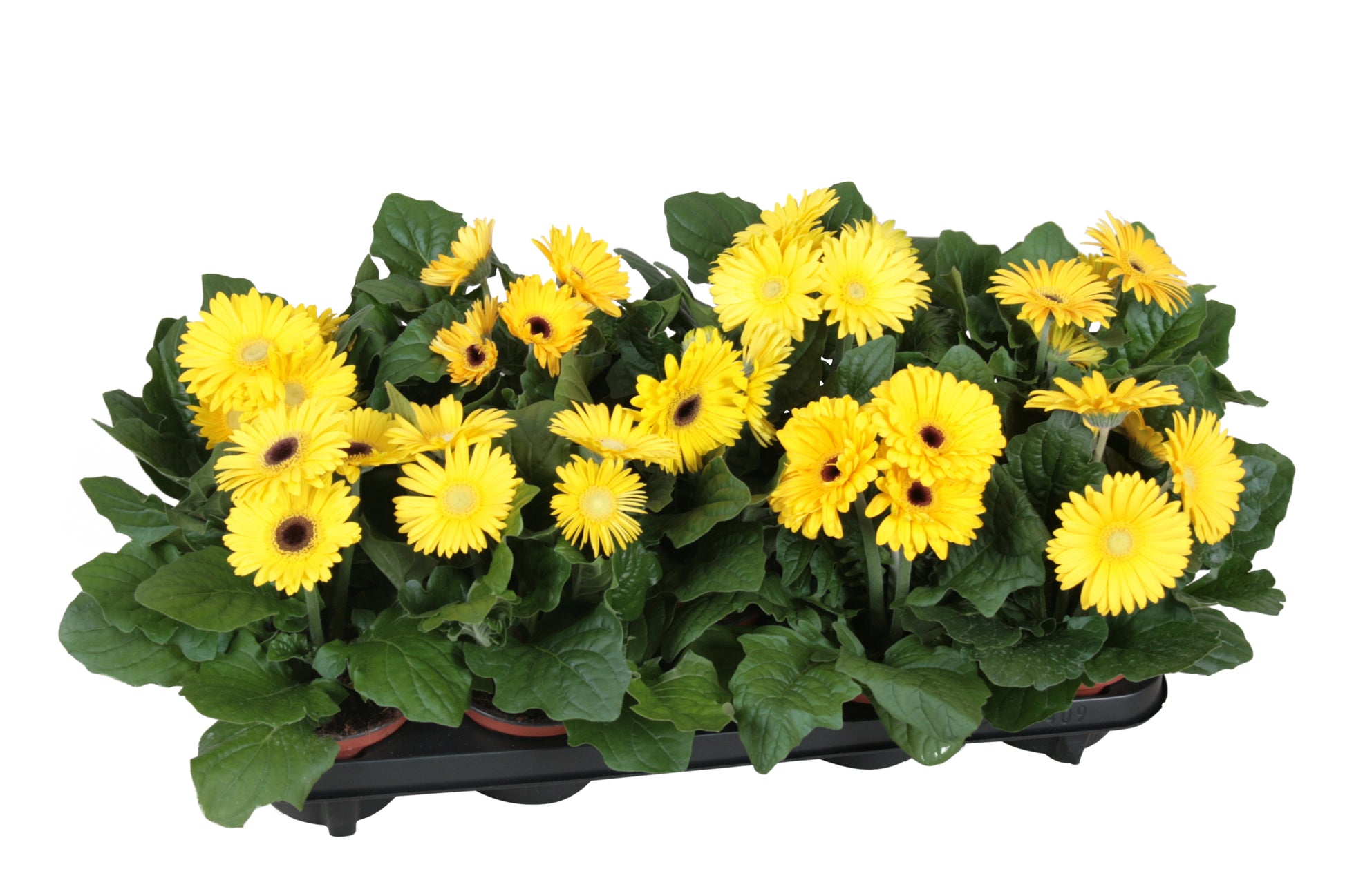 Velden, Firma Freek v.d. Gerbera Flori Line yellow Pack of 10