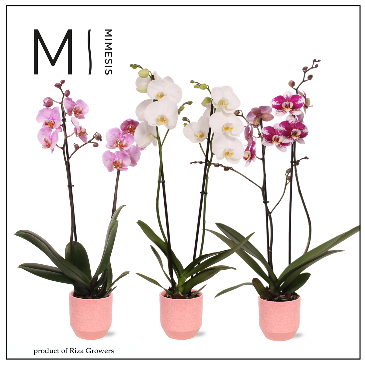 Phalaenopsis mix 70cm 12cm Pot