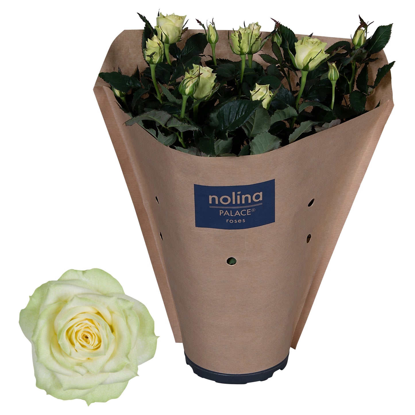 Rosa white 45cm 17cm Pot