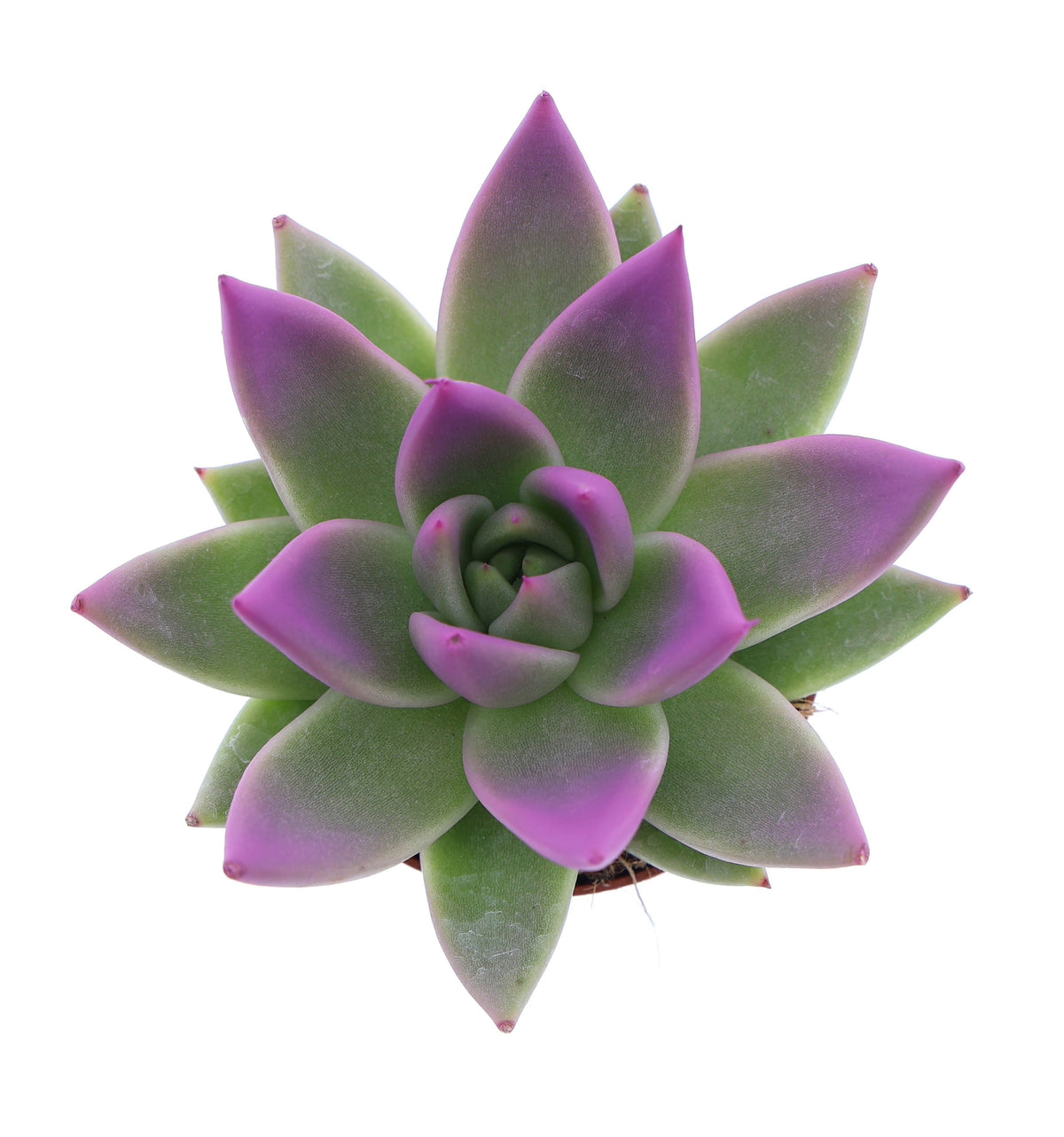 Miranda tips fuchsia 8cm 6cm Pot