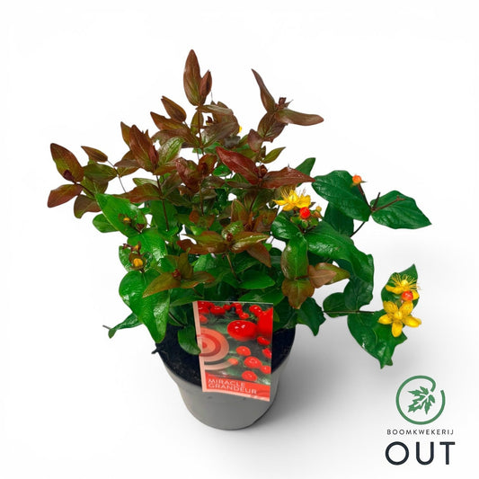 Hypericum Miracle Grandeur 45cm 17cm Pot