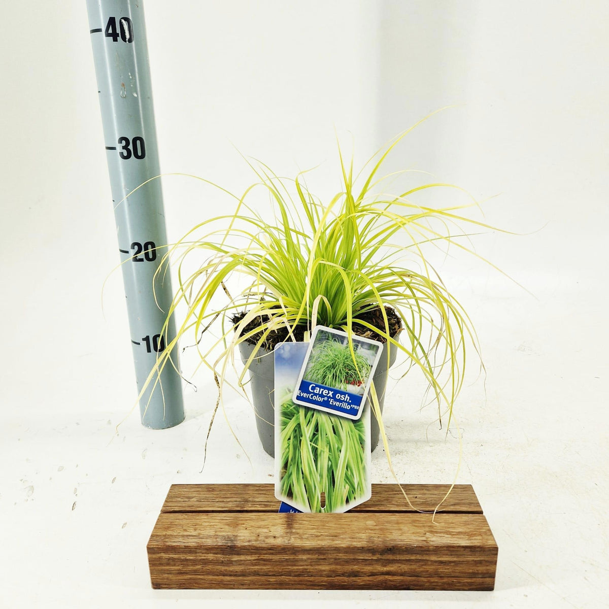 Carex osh. Evercolor Everillo 25cm 17cm Pot