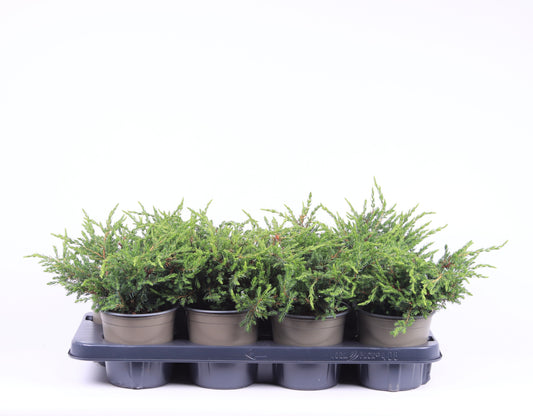 Juniperus Repanda 20cm 13cm Pot