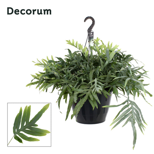 Phlebodium Blue Star 45cm 37cm Pot