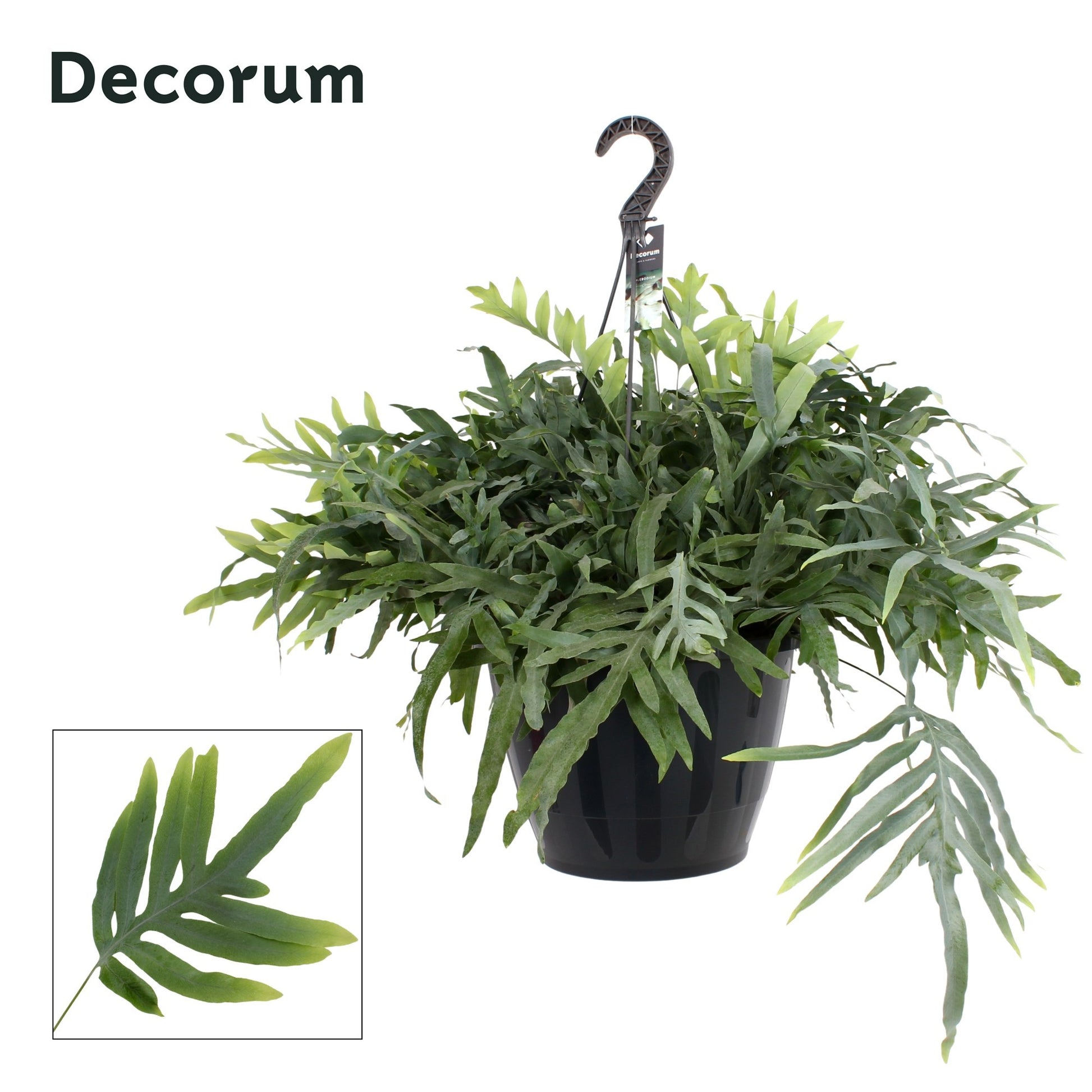 Hillplant BV Phlebodium Blue Star Pack of 1