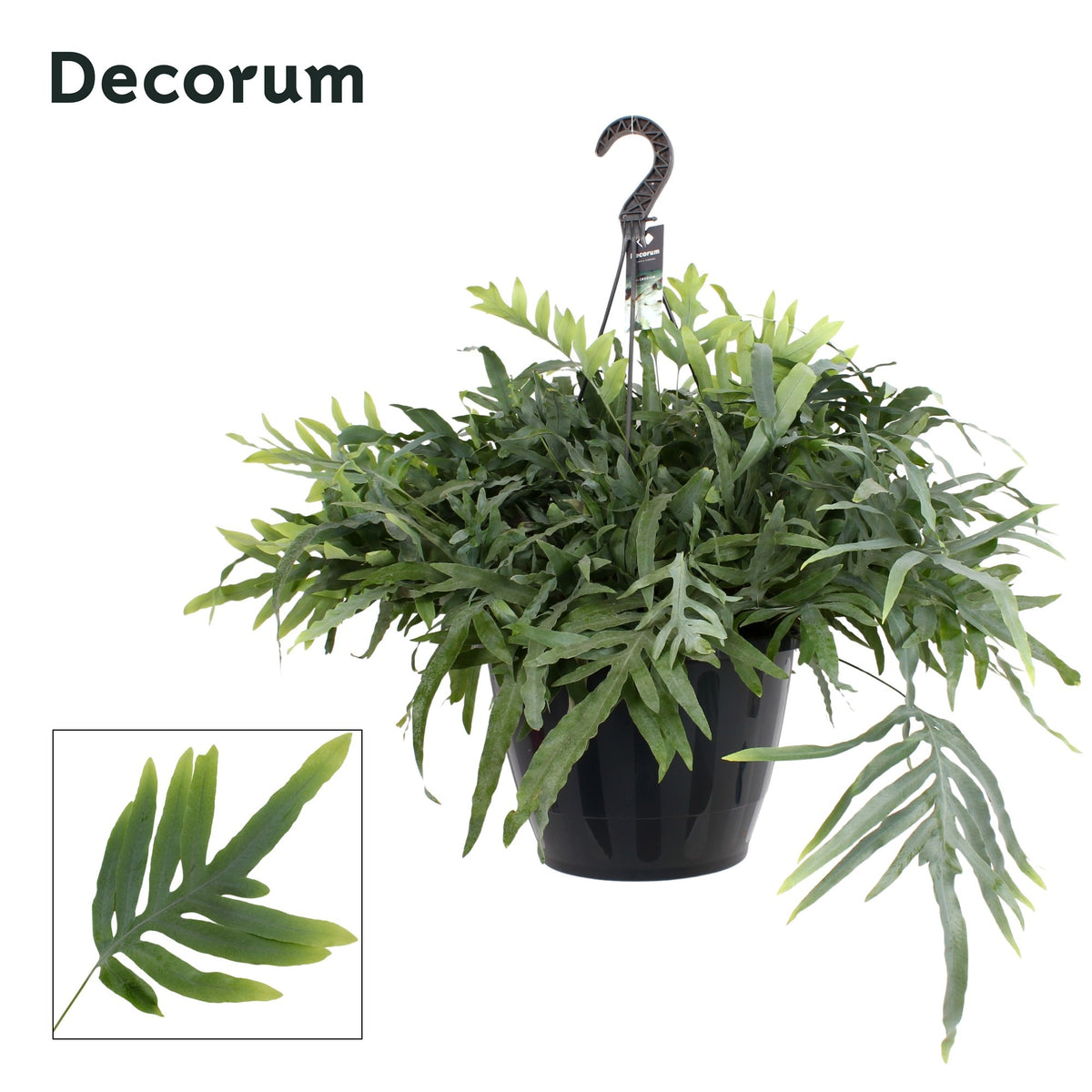 Phlebodium Blue Star 45cm 37cm Pot