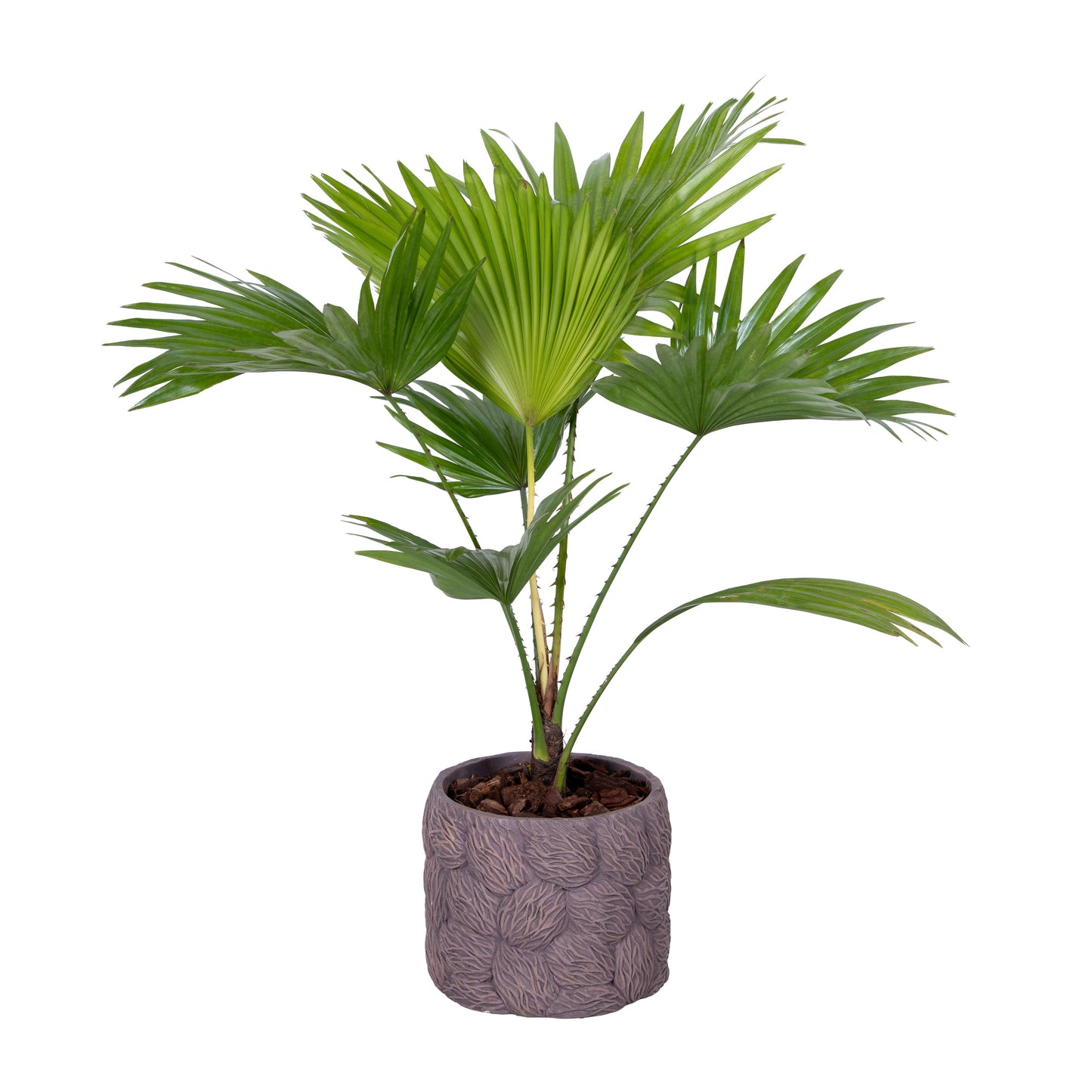 Livistona rotundifolia 50cm 16cm Pot