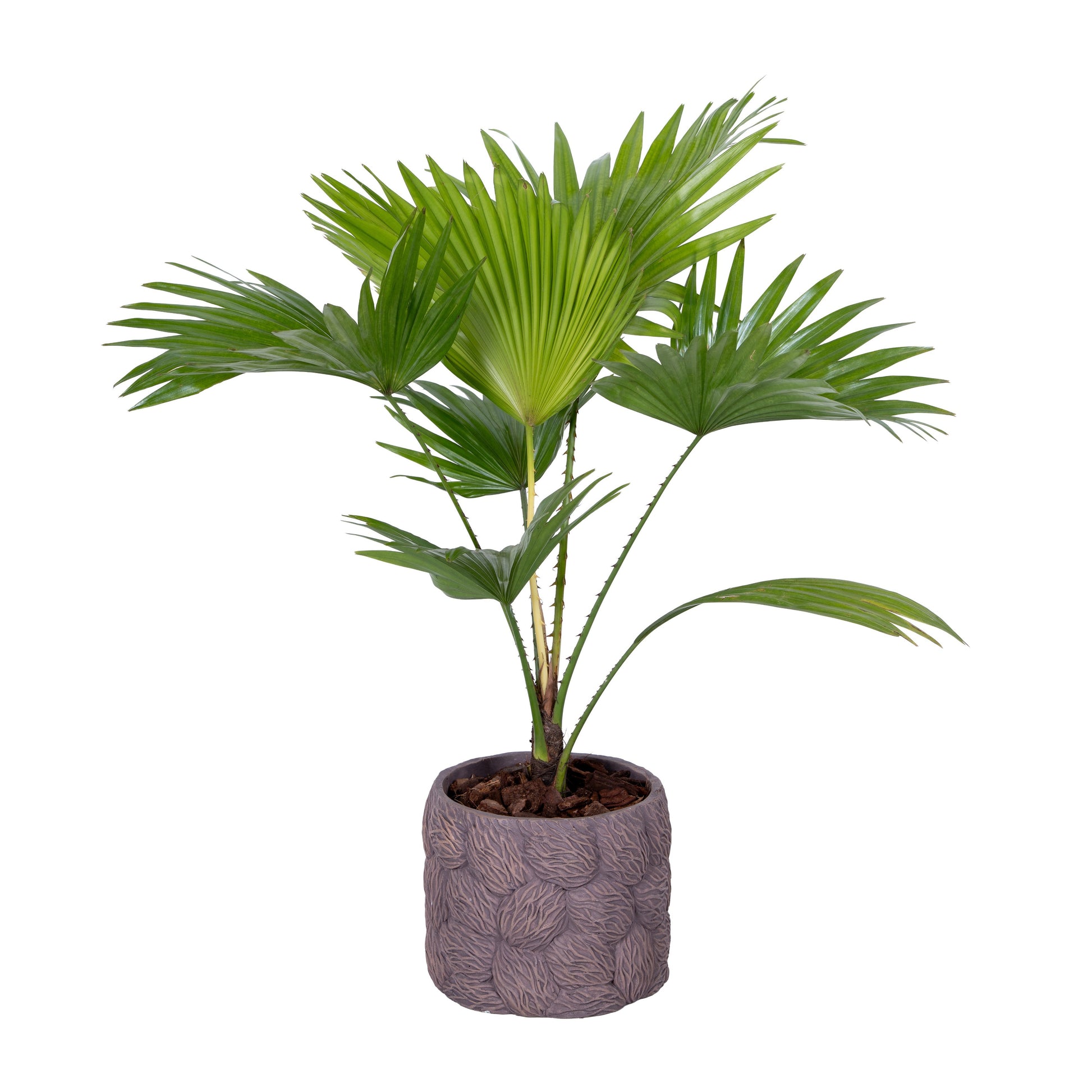 Livistona rotundifolia 50cm 16cm Pot