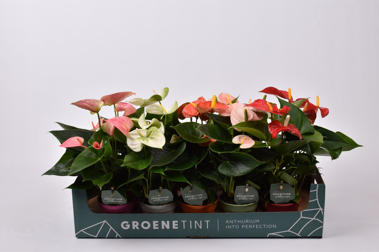 Groene Tint Anthurium mix Pack of 10