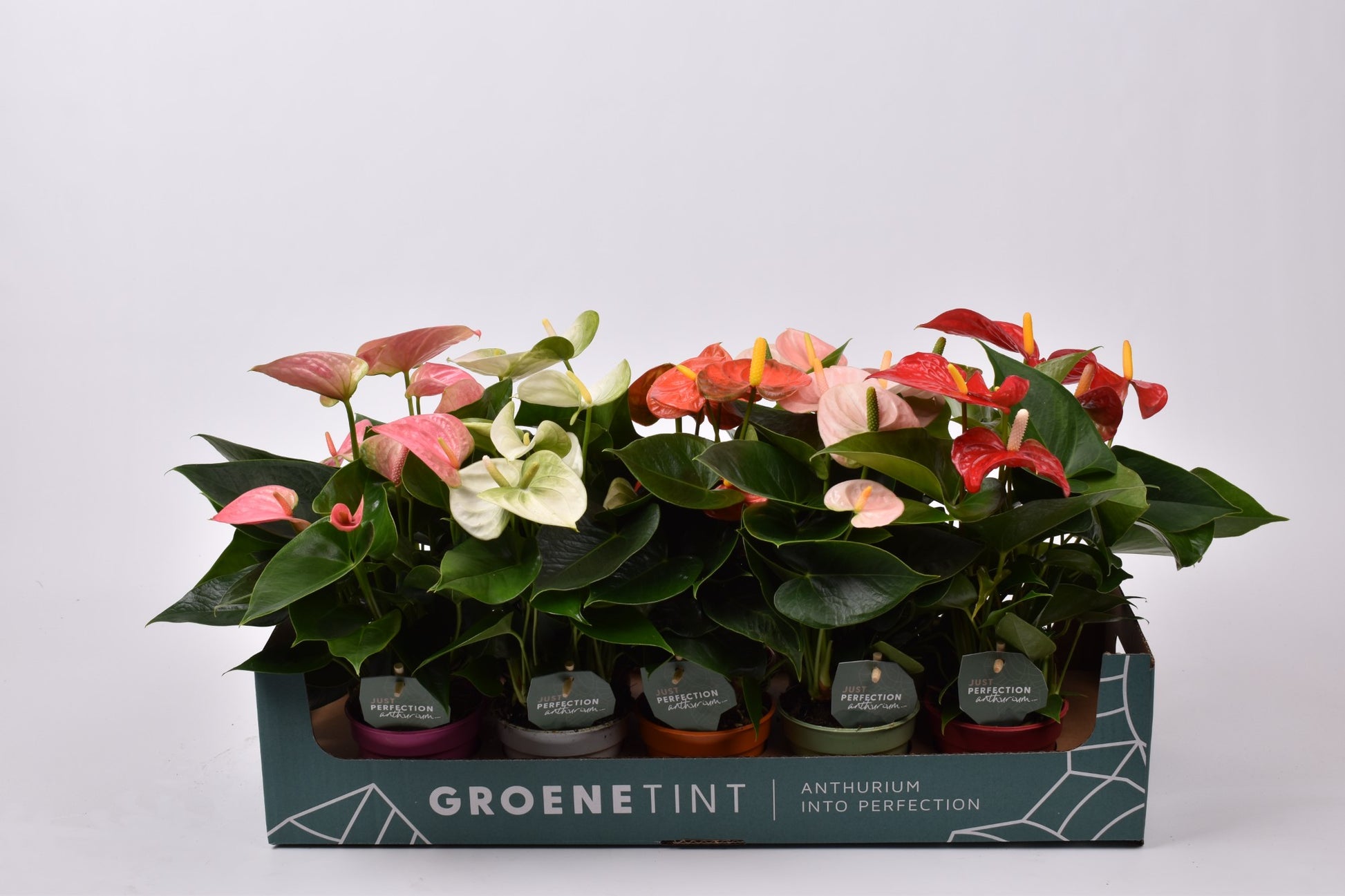 Groene Tint Anthurium mix Pack of 10