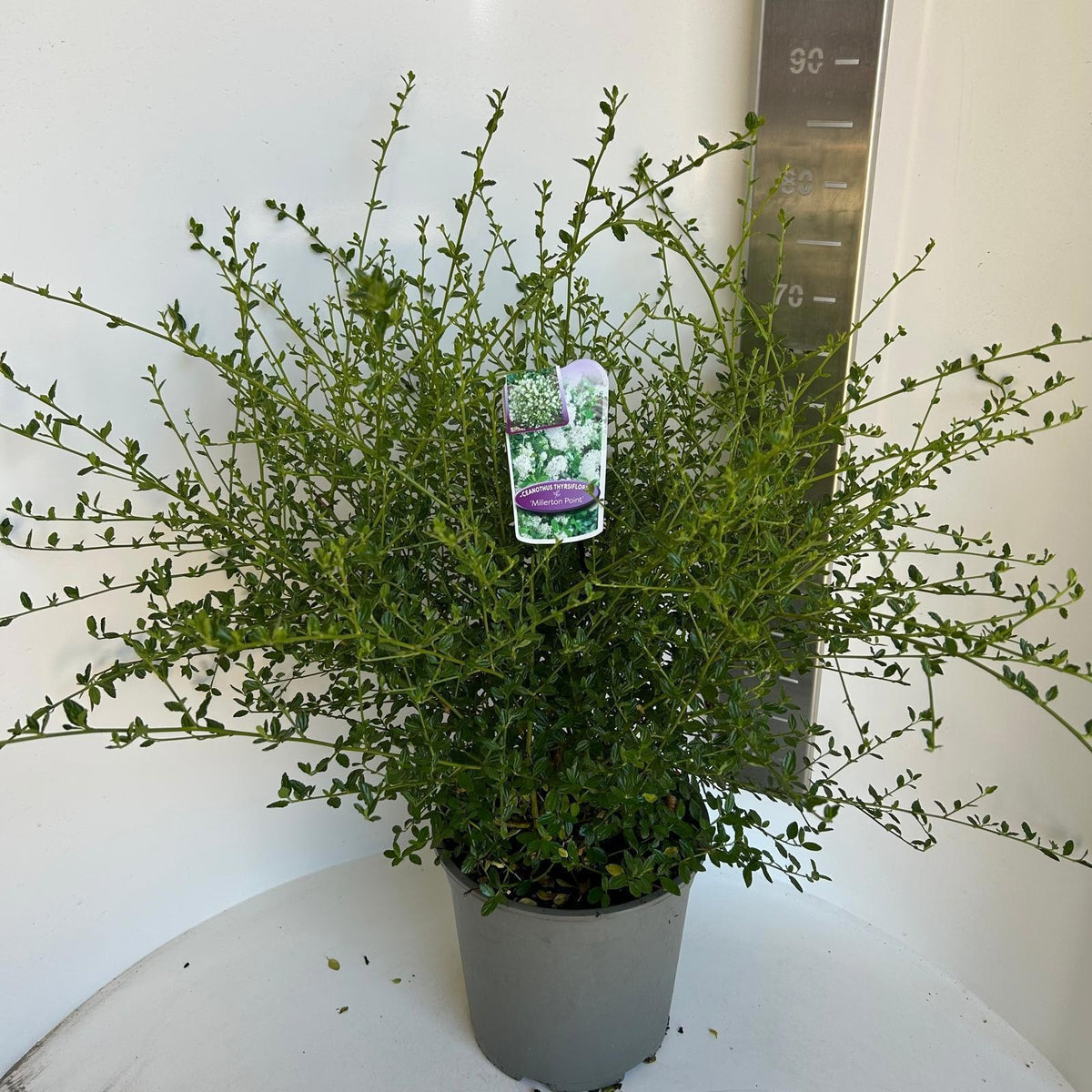 Ceanothus thyrsiflorus 75cm 29cm Pot