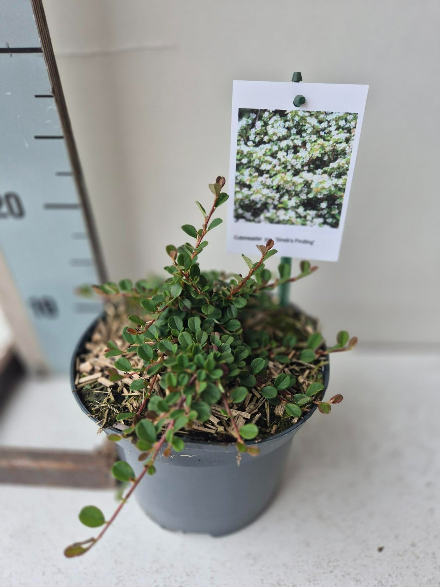 Roessel Tuinpl. VOF, B. v. Cotoneaster pro. Streib's Findling Pack of 1