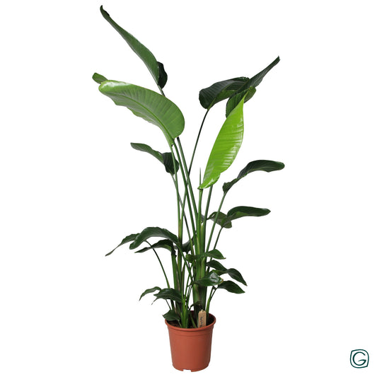Geest Potplanten BV, DC Strelitzia nicolai Pack of 10