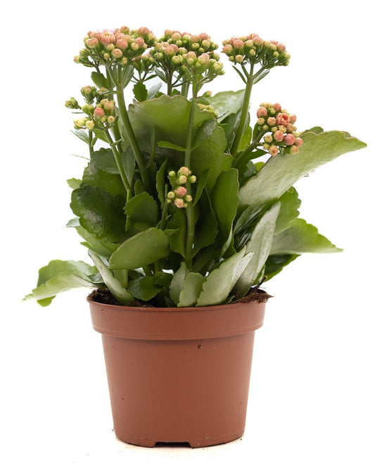 Kalanchoe Rosalina Don Alano 27cm 12cm Pot
