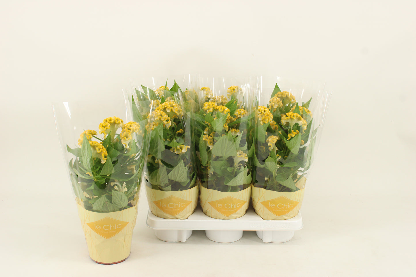 Celosia Twisted Yellow 40cm 14cm Pot