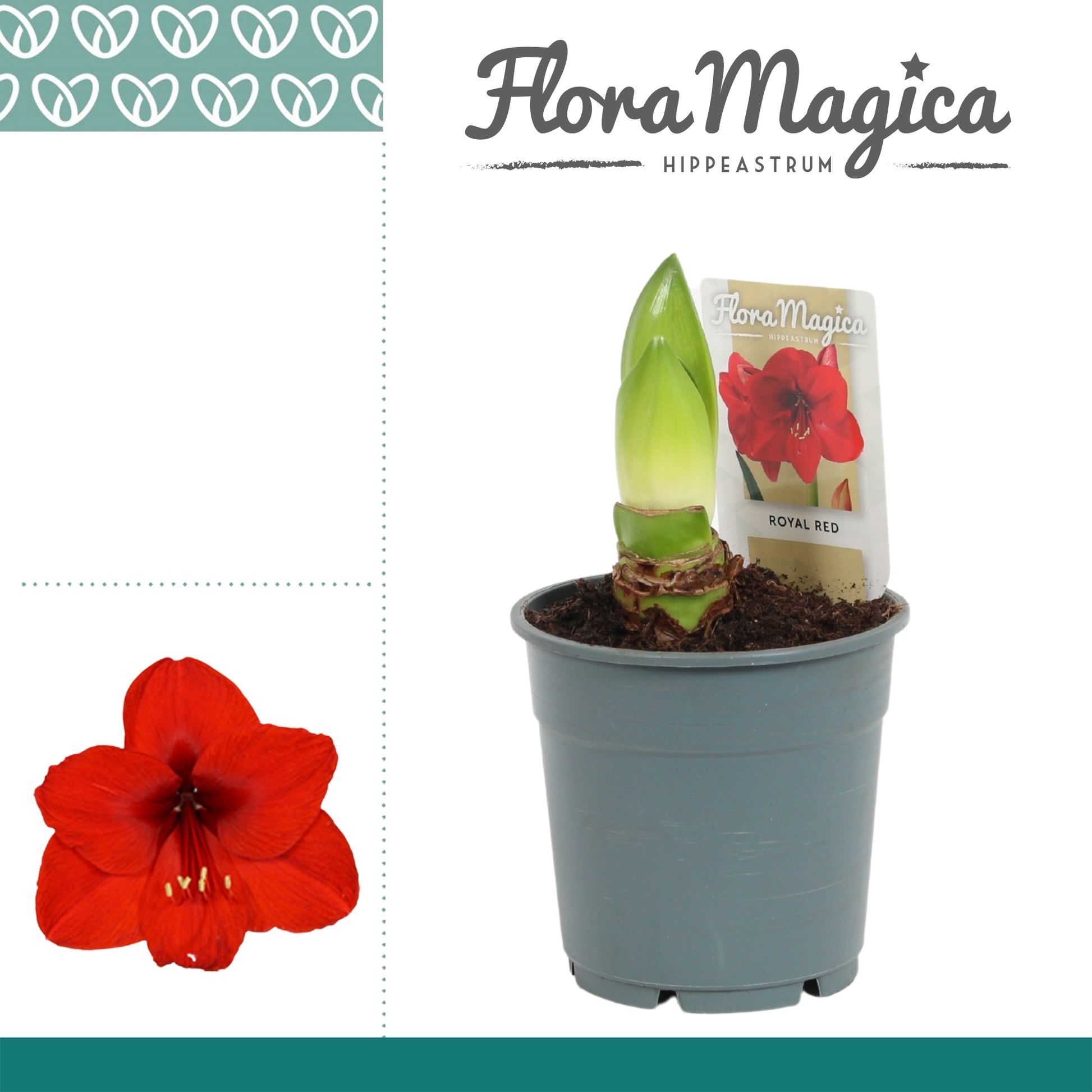 Hippeastrum red 25cm 12cm Pot