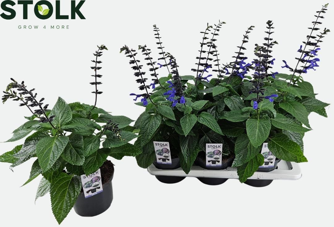 Salvia Black en Bloom 55cm 17cm Pot