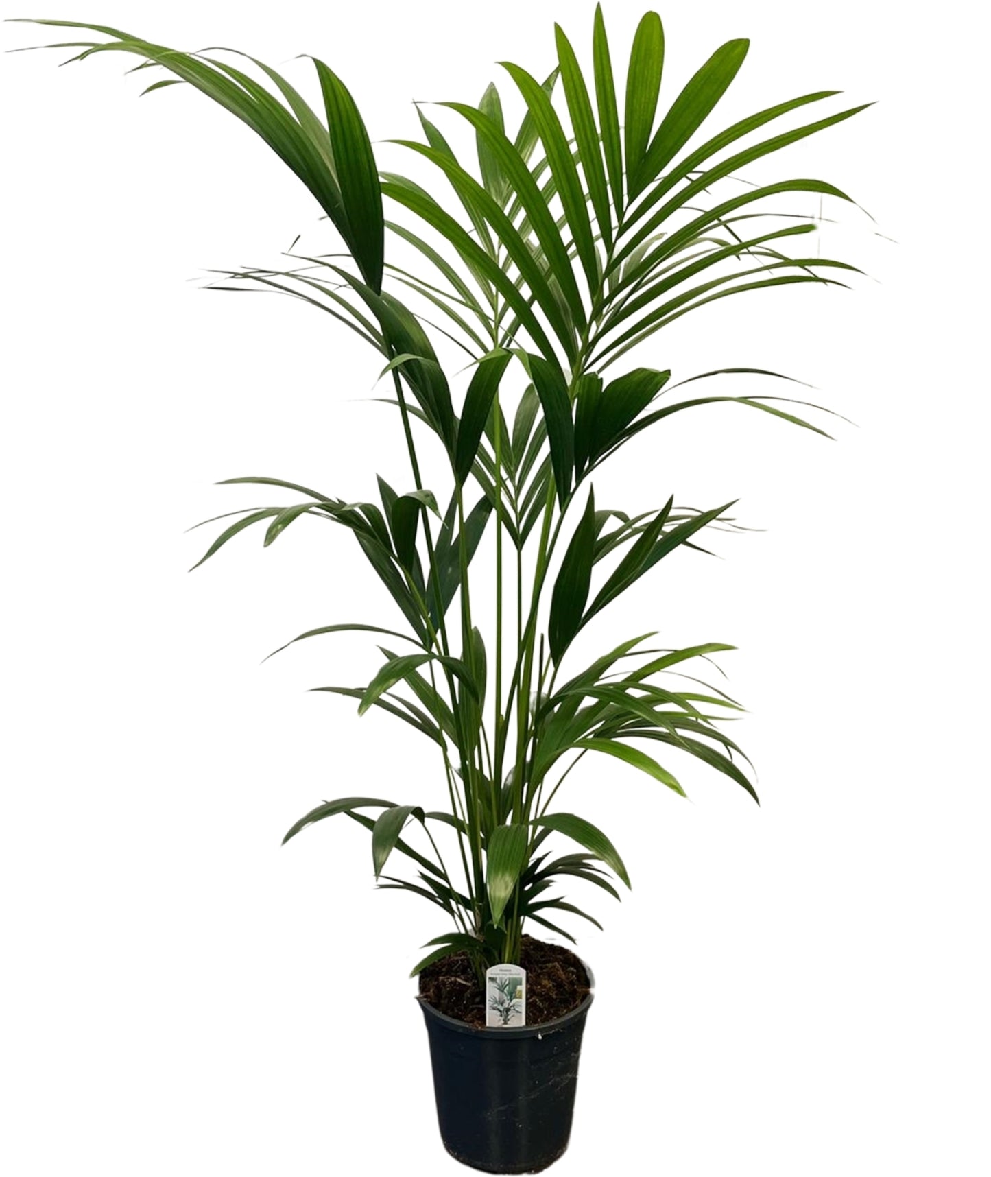 Howea forsteriana 140cm 24cm Pot