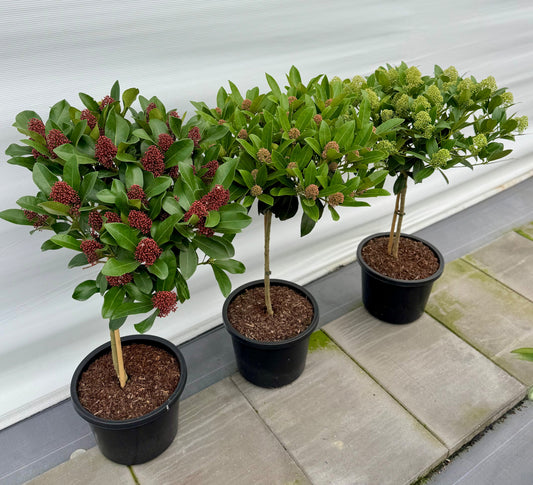 Skimmia japonica 110cm 31cm Pot