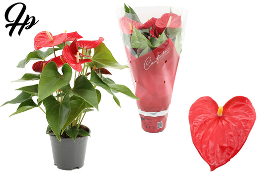 Anthurium Casparo 45cm 14cm Pot