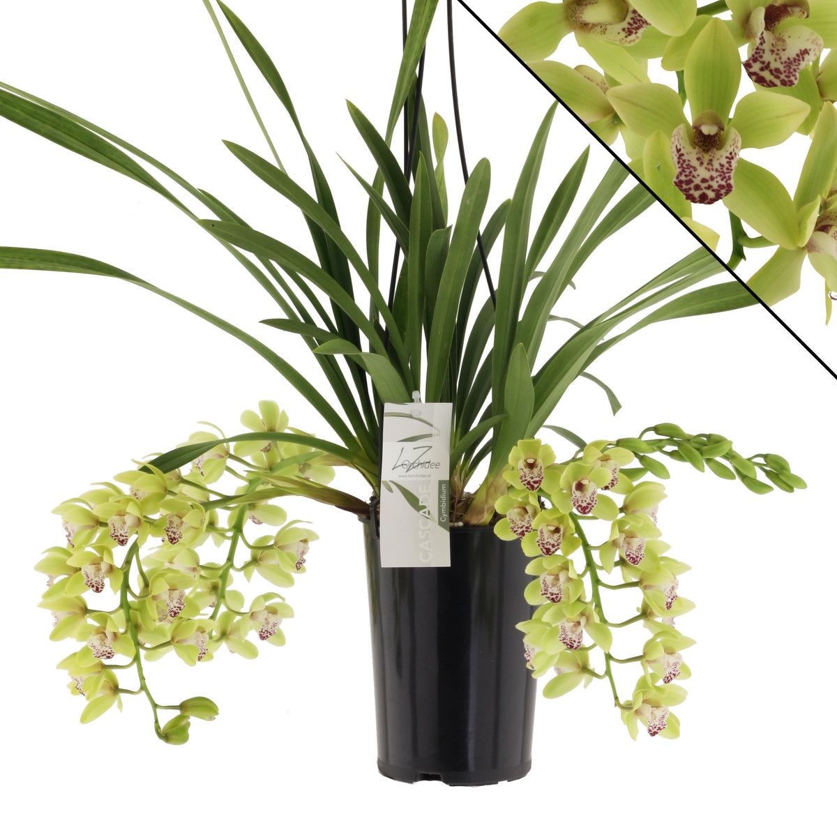 Cymbidium Harwin 60cm 14cm Pot