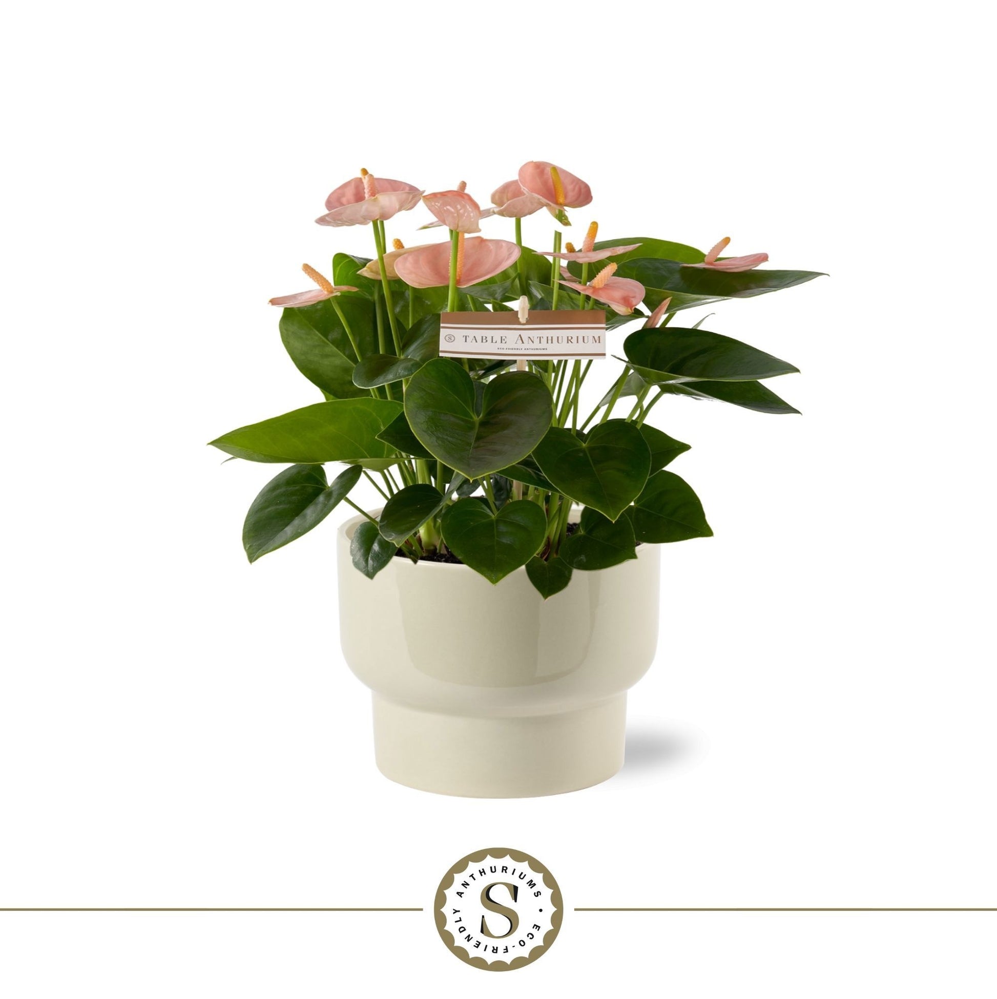 Anthurium Spirit 30cm 17cm Pot