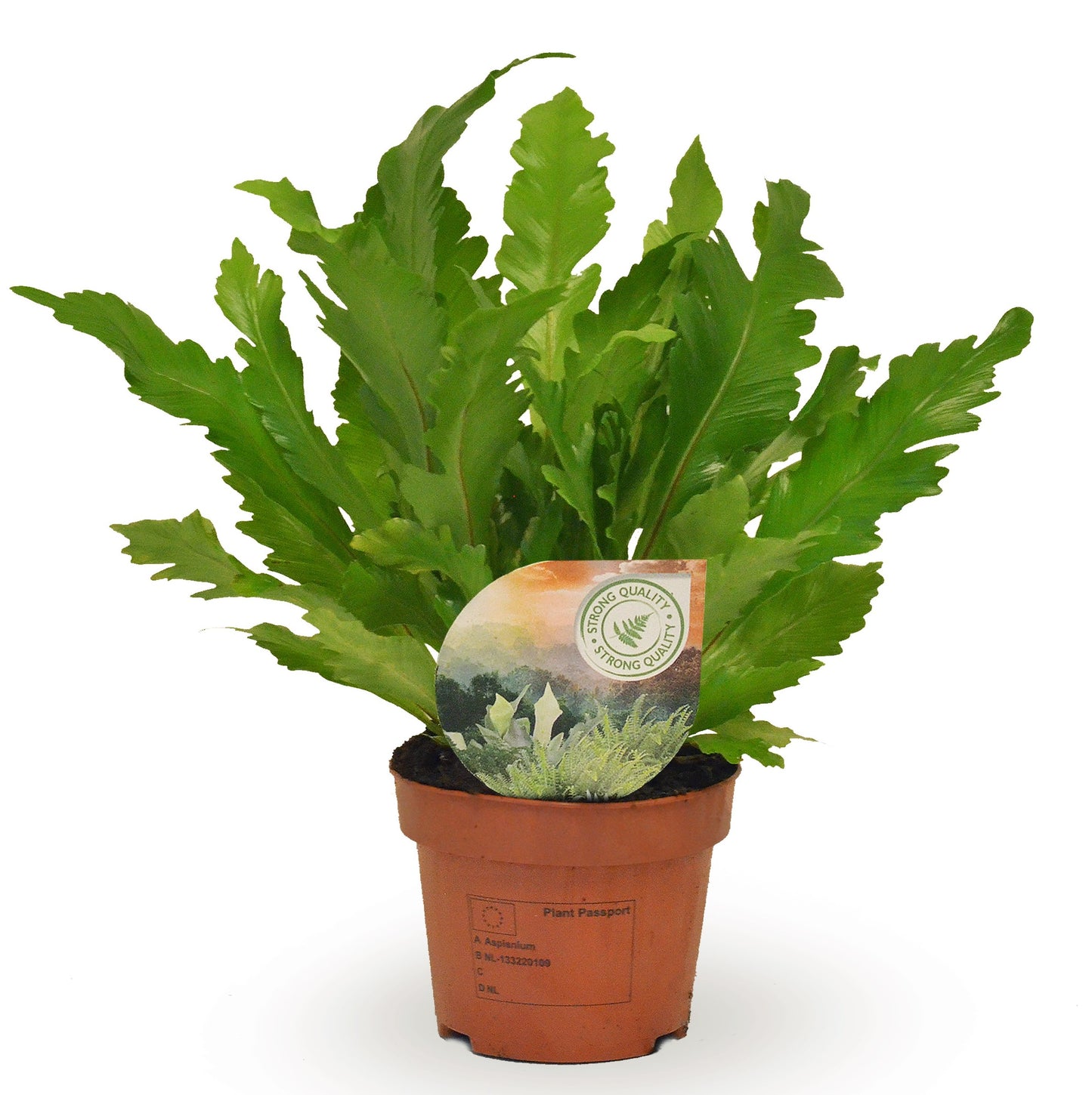 Asplenium Campio 30cm 12cm Pot