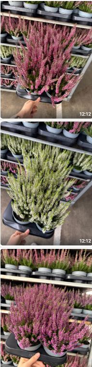 Calluna Beauty Ladies mix 25cm 11cm Pot