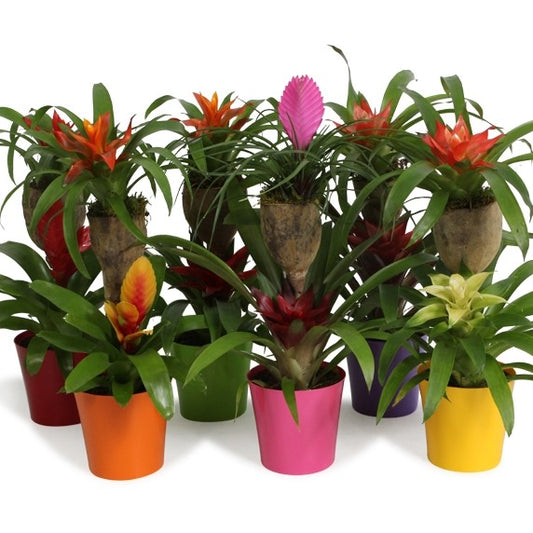 arr. Bromelia 65cm 12cm Pot