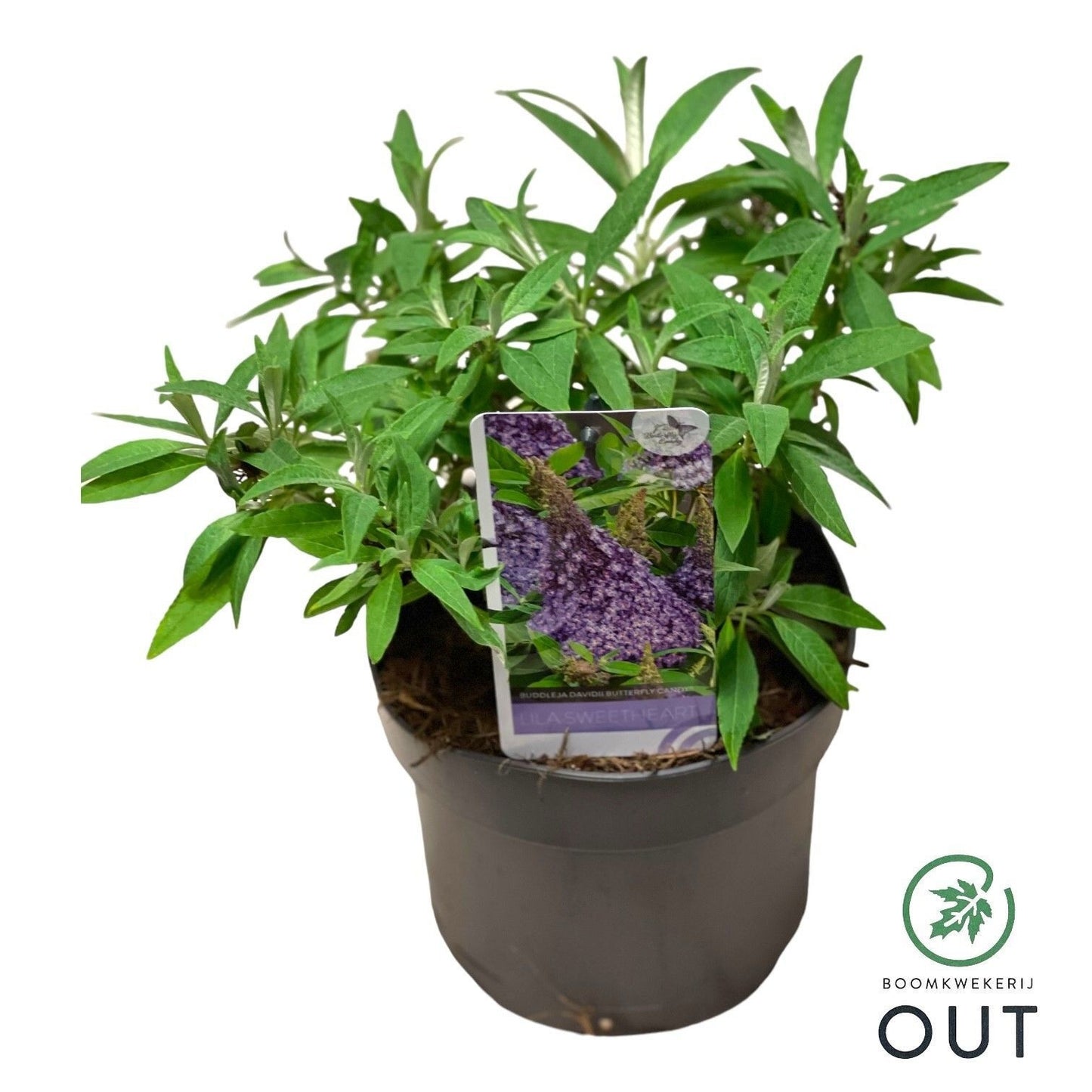 Buddleja Butterfly Candy Lila Sweetheart 50cm 19cm Pot