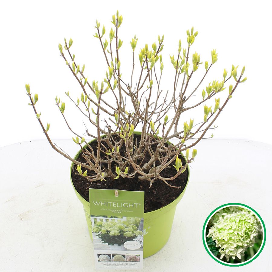 Hydrangea paniculata 50cm 23cm Pot